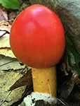 Cesar's mushroom