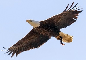 Eagle flying in the air with a fish