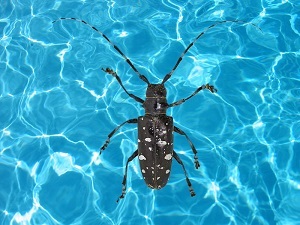 An Asian longhorned beetle in a pool