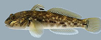 Round Goby - NYSDEC