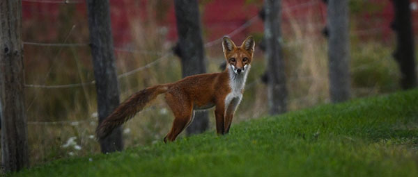 Red fox photo courtesy of Deborah Tracy Kral