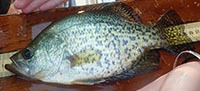 Black crappie