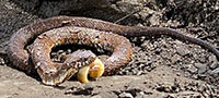Northern water snake