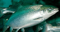 Atlantic salmon