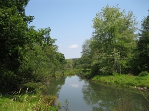 Image of a clear stream with trees, bushes, and grasses along the banks