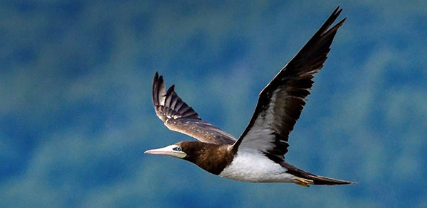 Brown booby photo courtesy of Deborah Tracy Kral Brown booby photo courtesy of Deborah Tracy Kral