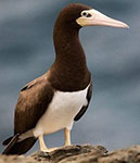 Brown booby