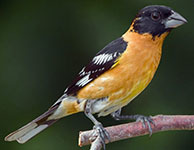Black-headed grosbeak