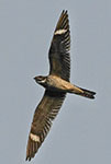 Common nighthawk