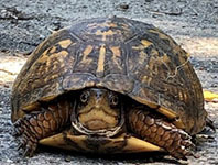 Eastern box turtle