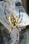 Orb spider