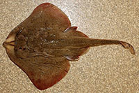 Barndoor skate