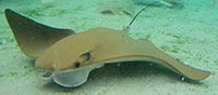 Cownose ray