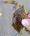 Blue crab