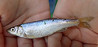 Spotfin shiner