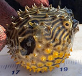 Striped burrfish