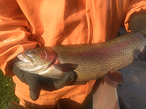 Arlee strain rainbow trout