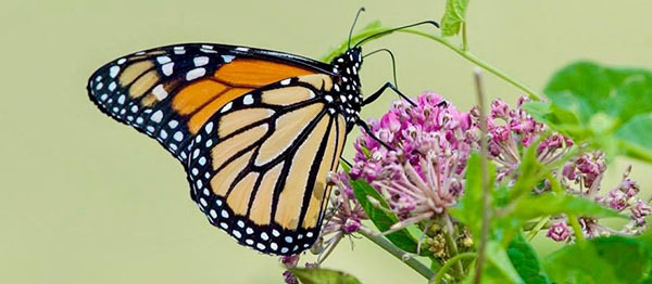 Monarch butterfly photo courtesy of Bob Rightmyer
