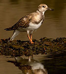 Ruddy turnstone