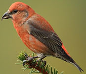 Red crossbill