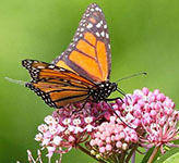 Monarch butterfly