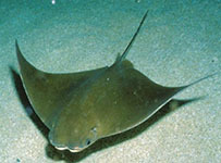 Cownose ray