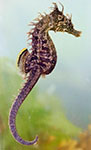 Lined sea horse