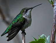 Ruby-throated hummingbird
