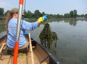 a woman in a canoe pulls up a rake full of aquatic vegetation