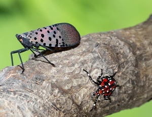 a spotted lanternfly adult insect on a branch next to a nymph