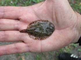  A hand holds a small, round fish