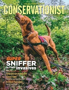 cover of the Conservationist magazine