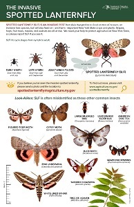 DEC's new spotted lanternfly look-alikes poster