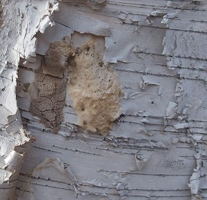 SLF egg masses next to gypsy moth egg masses on a birch tree