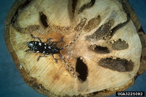 an Asian longhorned beetle crawling on a log with holes in it