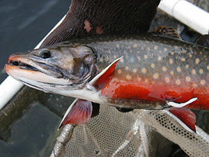 Brook trout