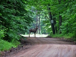 moose on roadway