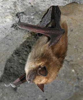 Little brown bat hanging upside down in a cave