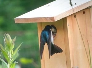 tree swallow nesting in a backyard in Otsego County 