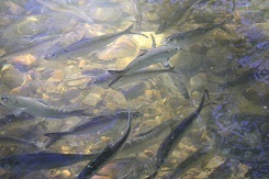 This image shows several small fish (herring) underwater.