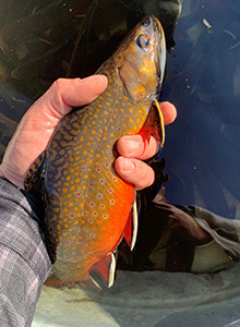 Male Brook Trout