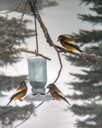 evening grossbeaks at backyard feeder