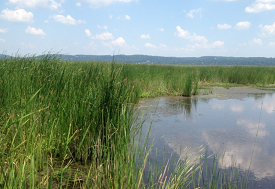 A tidal marsh on a sunny day.