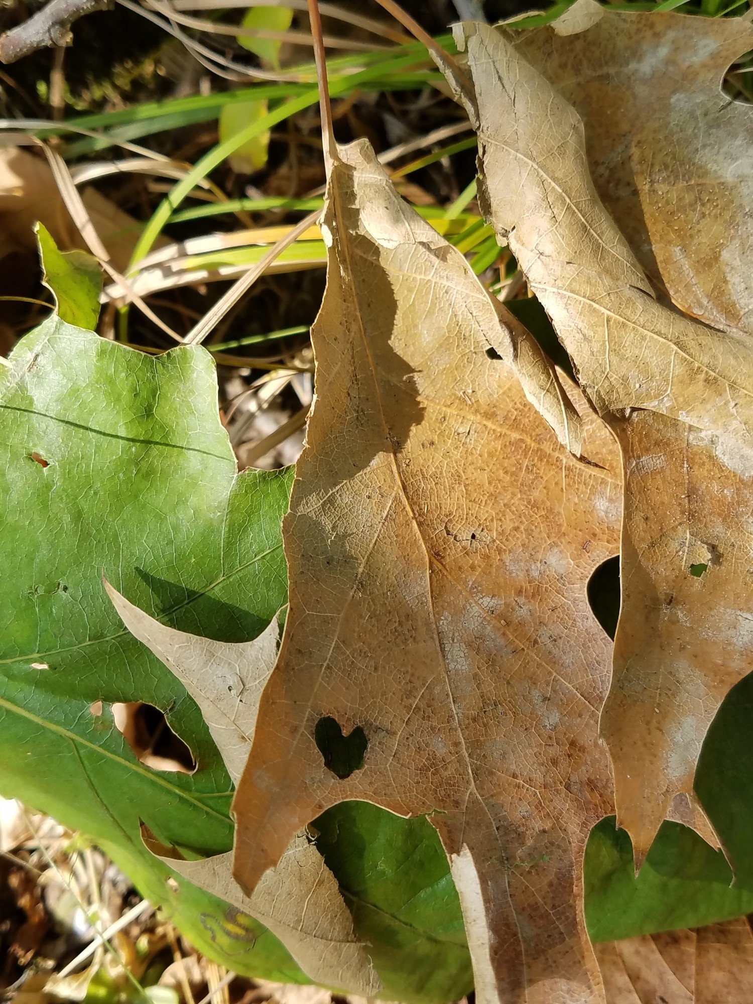 Brown Leaves with Heart-Shaped hole