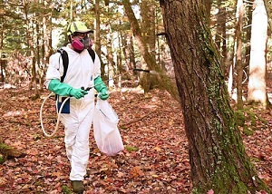 a person in a tyvek suit and face mask sprays a hemlock tree with pesticides