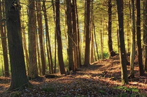 a hemlock forest at sunset
