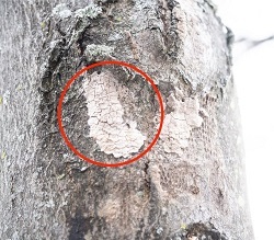 a spotted lanternfly egg mass on the bark of a tree