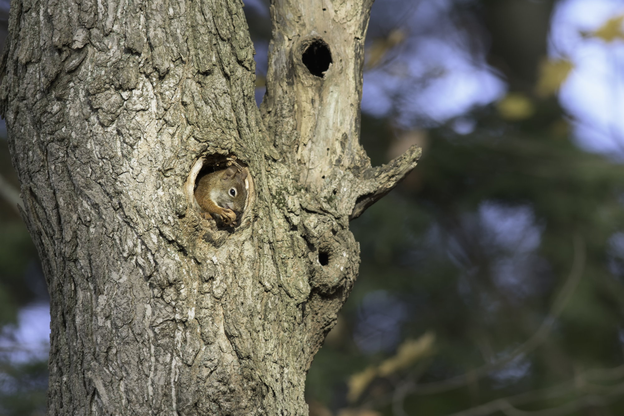 Red Squirrel in Tree