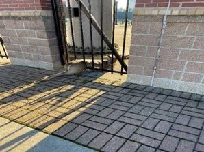 Deer stuck in a gate at the ball park
