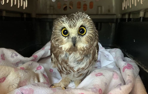 Saw-whet Owl photo courtesy of Ellen Kalish